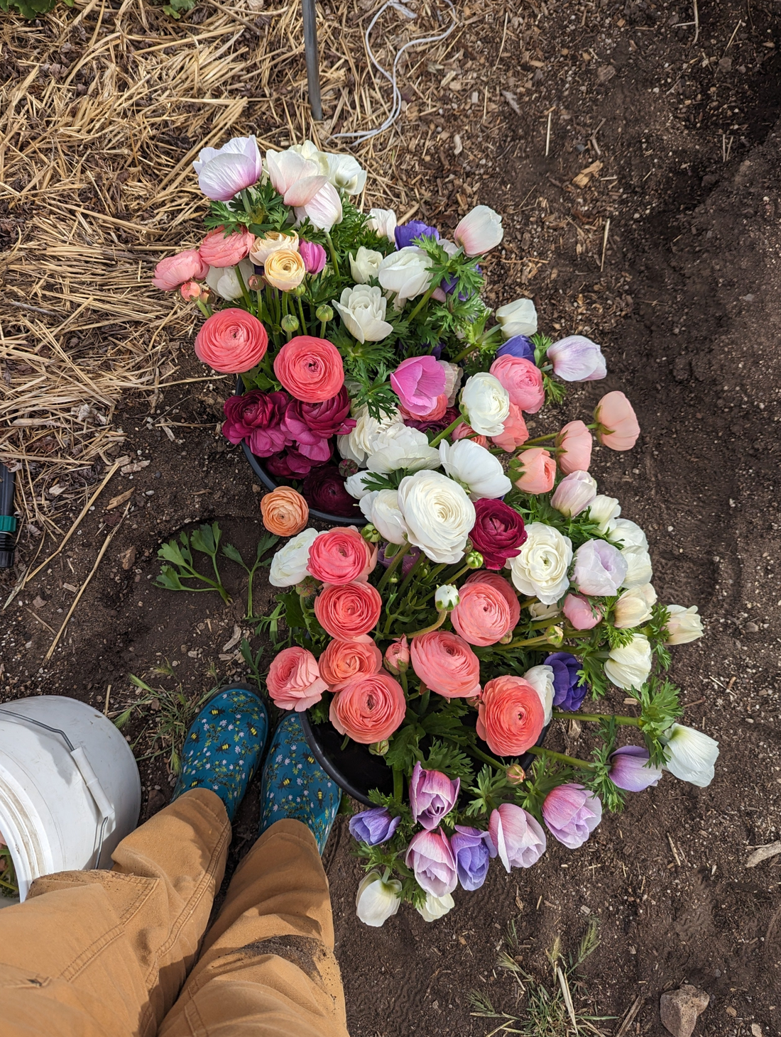 🌸 Flower Farming as a Side Hustle — Lessons from Covey Fields' Early Days